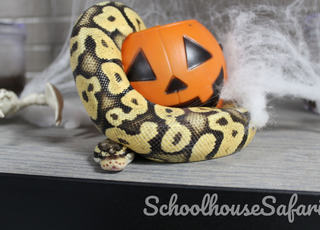 Photo of Cleo