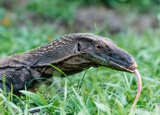 Photo of Cthulu